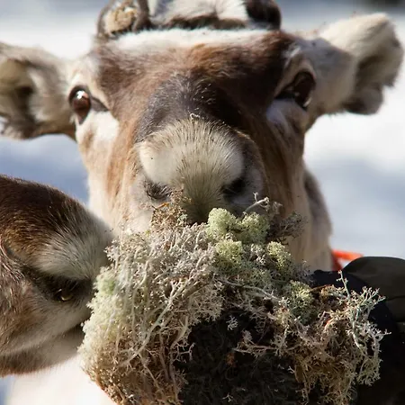 Lapland Pyhätunturi