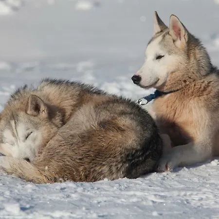 Lapland Βίλα *