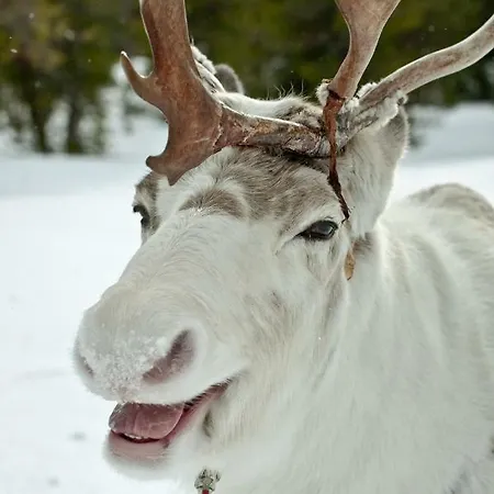 Βίλα Lapland