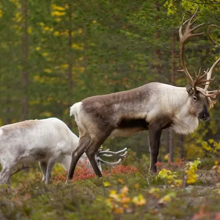 Lapland Pyhätunturi